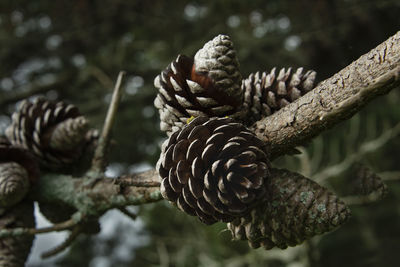 Close-up of pine cone on branch