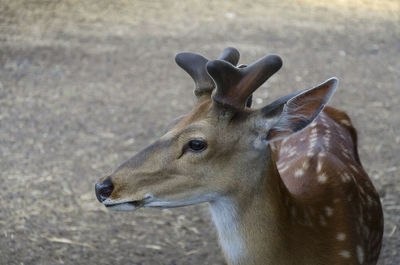 Sika deer close-up on a reindeer farm. the most endangered species of deer. foreground. wild farm.