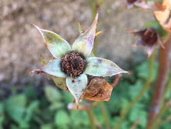 Close-up of wilted plant