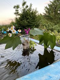 Close-up of flowering plants by lake