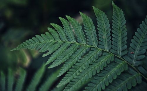 Close-up of fern leaves