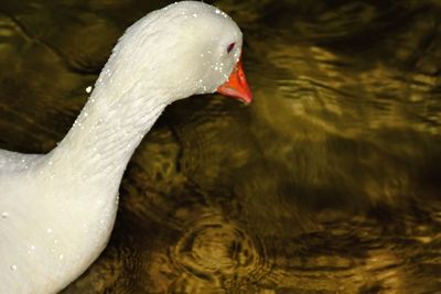 Close-up of swan swimming in lake