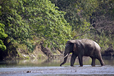 Side view of elephant standing at riverbank