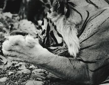 Close-up of animal