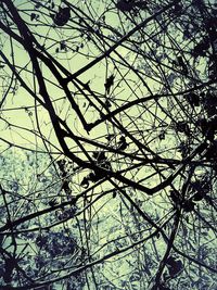 Low angle view of tree against sky