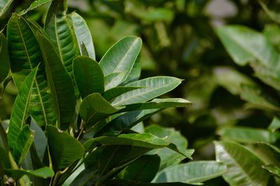 Selective focused portrait of fresh green leaves of a mango tree 