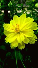 Close-up of yellow cosmos flower blooming outdoors