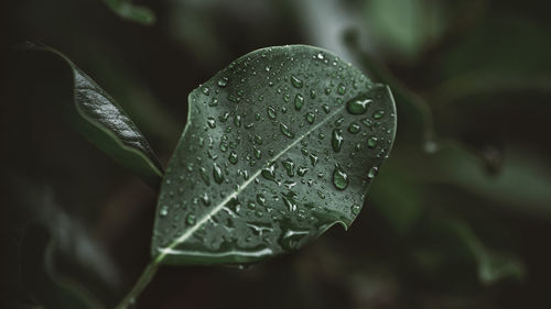 Close-up of raindrops on leaves