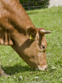 Cow relaxing on field