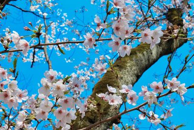 Low angle view of cherry blossoms against blue sky