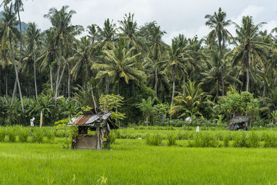 View of palm trees in field