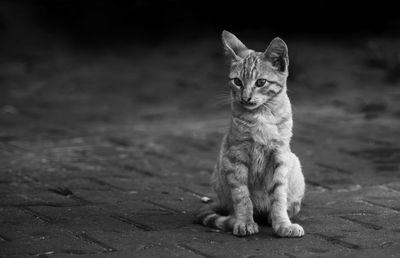 Portrait of cat sitting on footpath