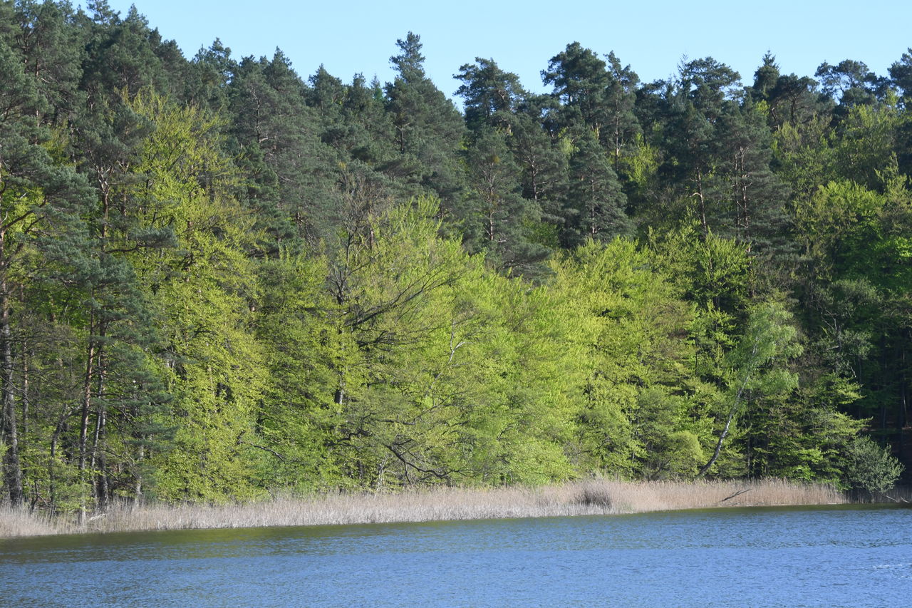 tree, plant, water, forest, wilderness, lake, pine tree, coniferous tree, beauty in nature, pinaceae, nature, pine woodland, land, scenics - nature, reservoir, body of water, no people, non-urban scene, sky, tranquility, green, tranquil scene, environment, natural environment, landscape, mountain, growth, day, outdoors, travel destinations, travel, woodland, tourism, blue, foliage, animal wildlife, lush foliage, clear sky, idyllic
