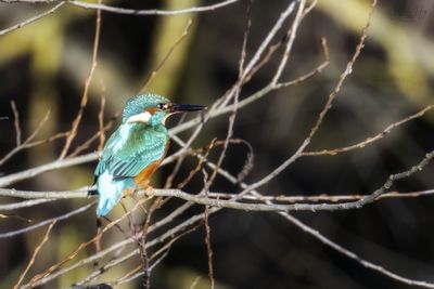 Close-up of bird perching on branch