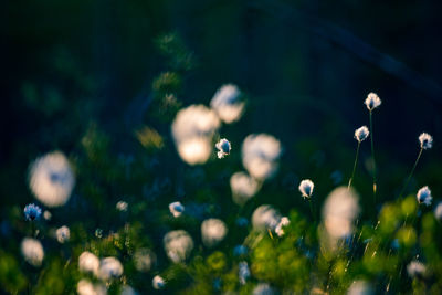 A beautiful cotton-grass heads in the warm sunset light. white fluffy cotton-grass flowers.