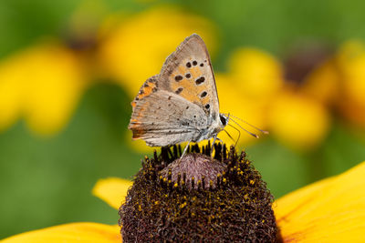 Close-up of butterfly pollinating on flower