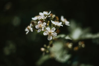 Close-up of white cherry blossoms