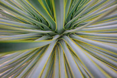 Full frame shot of palm tree