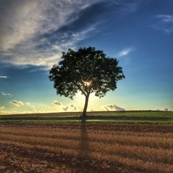 Tree on field against sky
