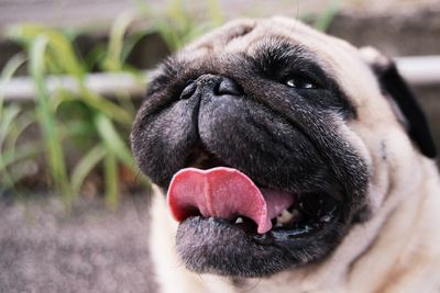 Close-up portrait of dog sticking out tongue outdoors