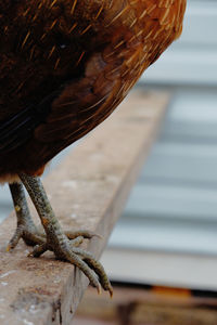 Low section of chicken bird