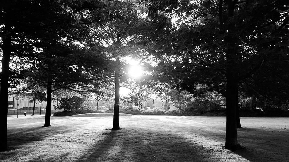 tree, plant, black and white, nature, sunlight, darkness, monochrome, monochrome photography, tranquility, growth, beauty in nature, park, no people, light, shadow, day, tranquil scene, park - man made space, outdoors, morning, black, tree trunk, sky, trunk, scenics - nature, road, footpath, the way forward, street, land, sunbeam, environment, landscape, forest, white