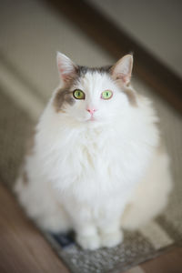 Portrait of a white cat looking at camera