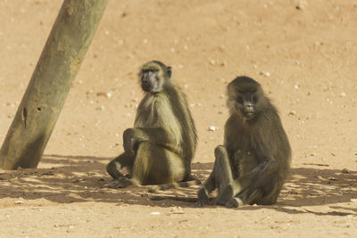 Family of macaque monkeys