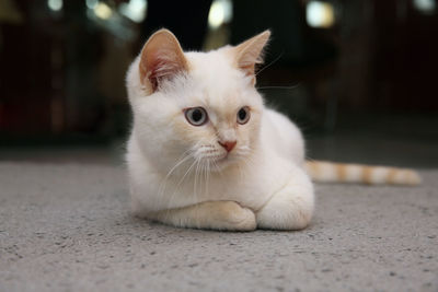 Portrait of white cat sitting outdoors