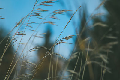 Close-up of grass growing in field