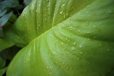 Close-up of water drops on leaves