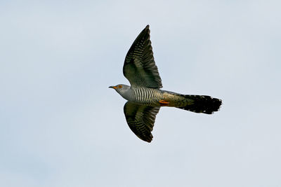 Low angle view of eagle flying against clear sky