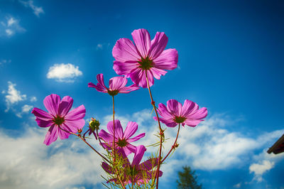 Low angle view of pink flowers against sky