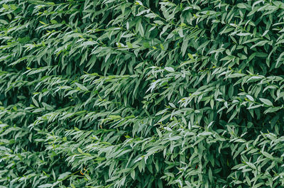 Green abstract texture, natural background, many green elongated leaves on branches