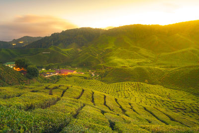 Scenic view of agricultural field against sky during sunset