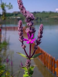 Close-up of pink flowering plant against sky