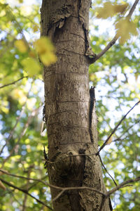 Low angle view of tree trunk in forest