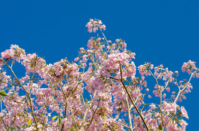 Low angle view of cherry blossoms against blue sky