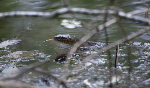 Close-up of turtle in water