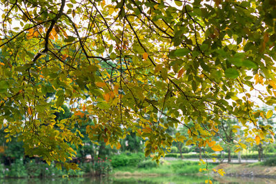 Low angle view of trees during autumn