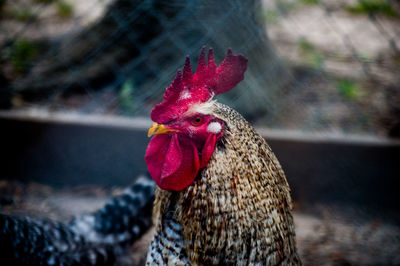 Close-up of rooster