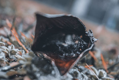 Close-up of snow on field during winter