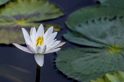 Close-up of lotus water lily in pond