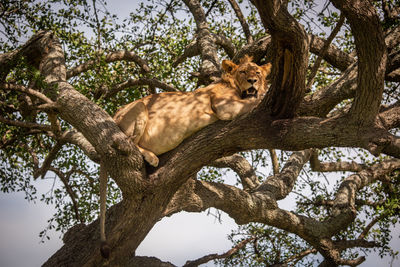 Male lion lies looking down from branch