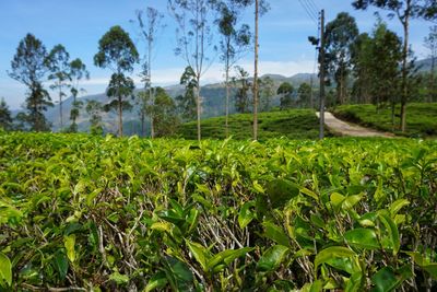 Close-up of fresh green field against sky