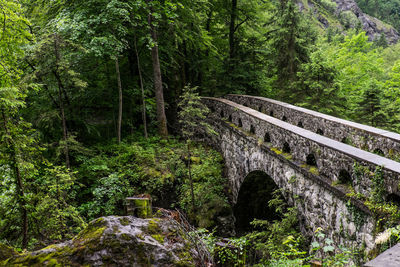 Bridge in forest