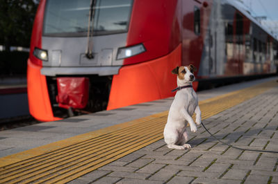 Portrait of dog on street