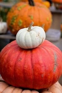 pumpkin