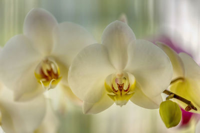 Close-up of white orchids