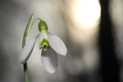 Close-up of flowering plant